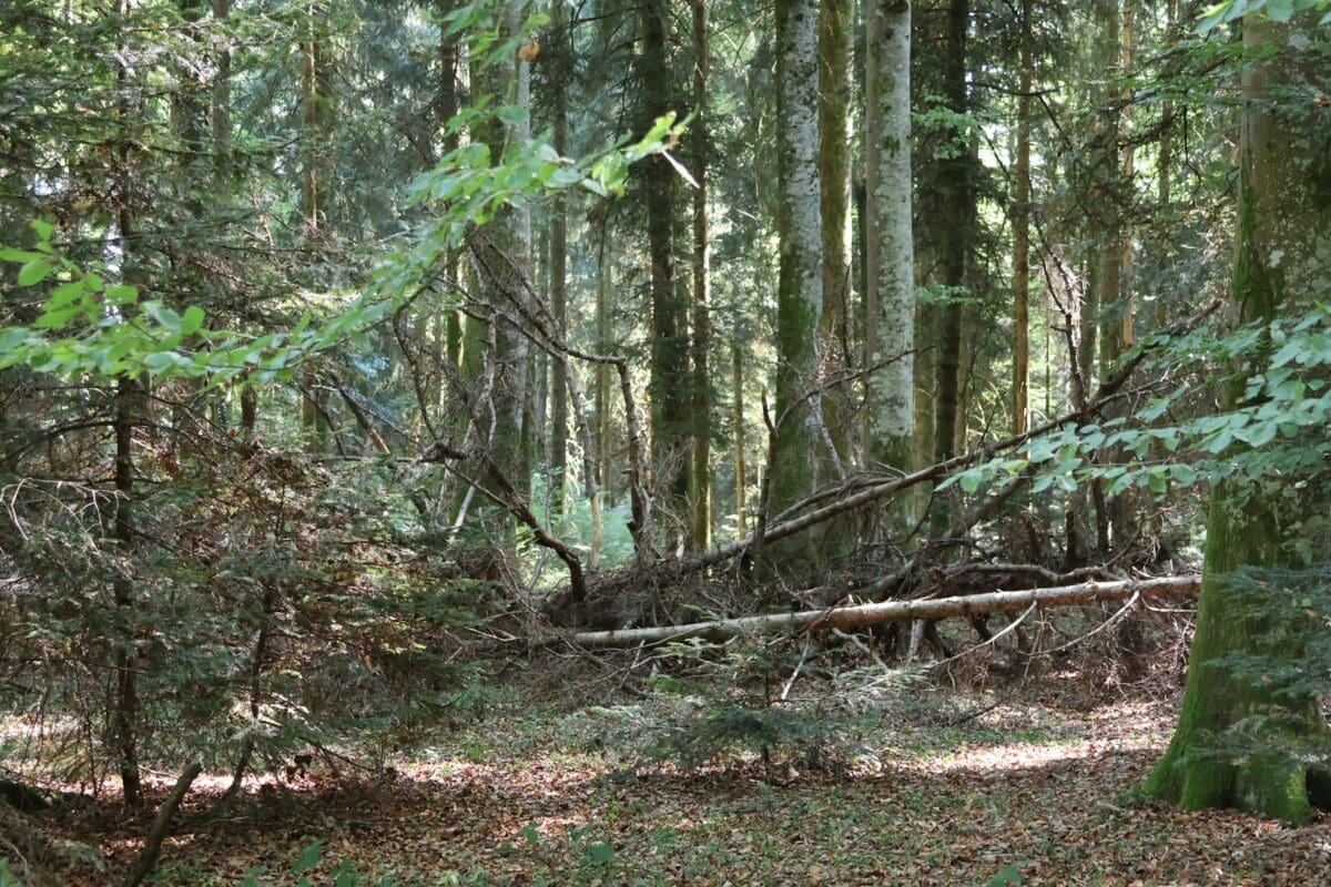 Liegendes Totholz im Naturerlebnispark Jorat. Foto: Sebastian Moos