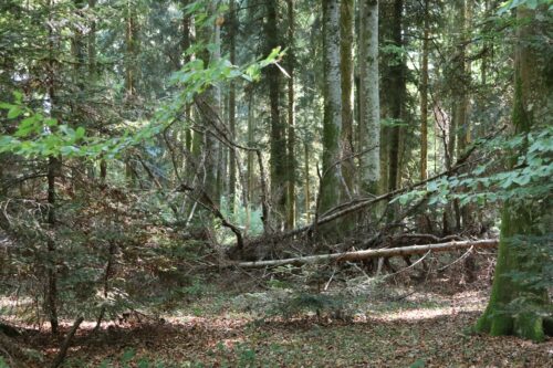 Liegendes Totholz im Naturerlebnispark Jorat. Foto: Sebastian Moos